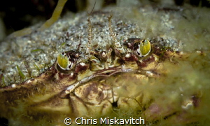 Rock Crab eyes of the coast of Massachusetts by Chris Miskavitch 